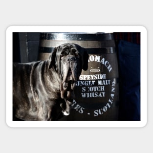 Whiskey dog / Swiss Artwork Photography Sticker